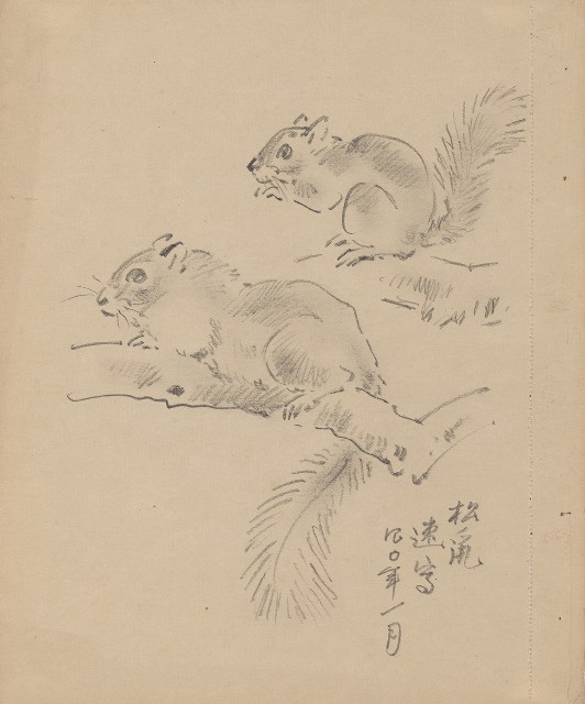 藏品:松鼠的(1)張圖片