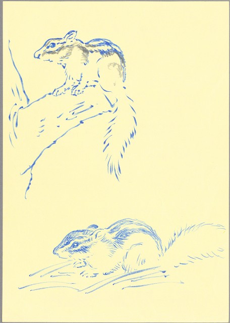 藏品:松鼠的(1)張圖片