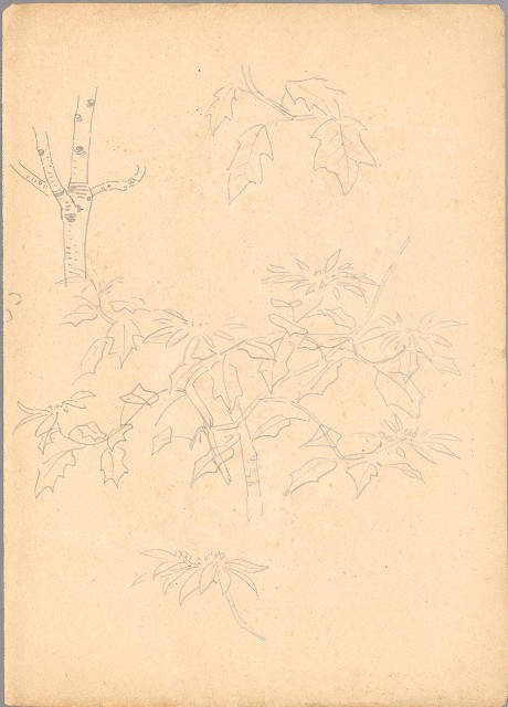 藏品:(1)赤牛；(2)聖誕紅的(3)張圖片