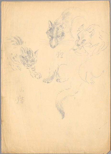 藏品:狸、山貓的(1)張圖片