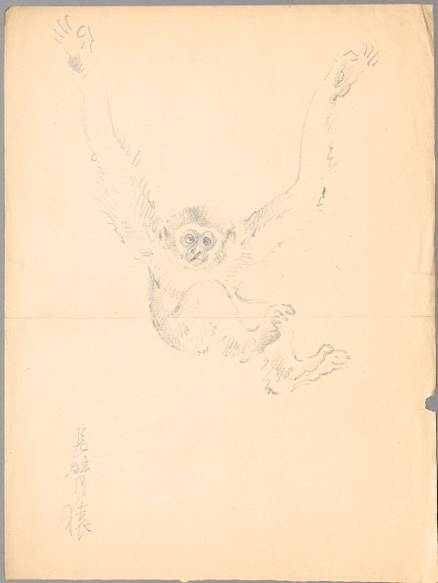 藏品:長臂猿的(1)張圖片