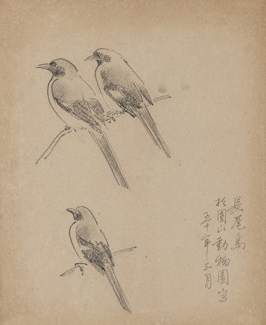 藏品:(1)長尾鳥；(2)吊橋（碧潭）的(1)張圖片