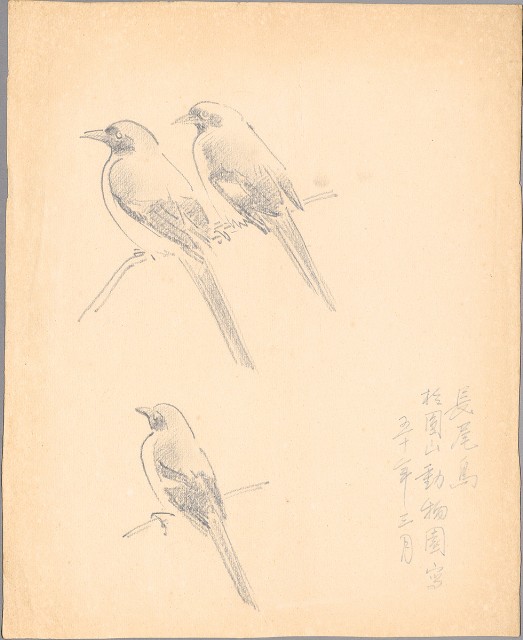 藏品:(1)長尾鳥；(2)吊橋（碧潭）的(2)張圖片