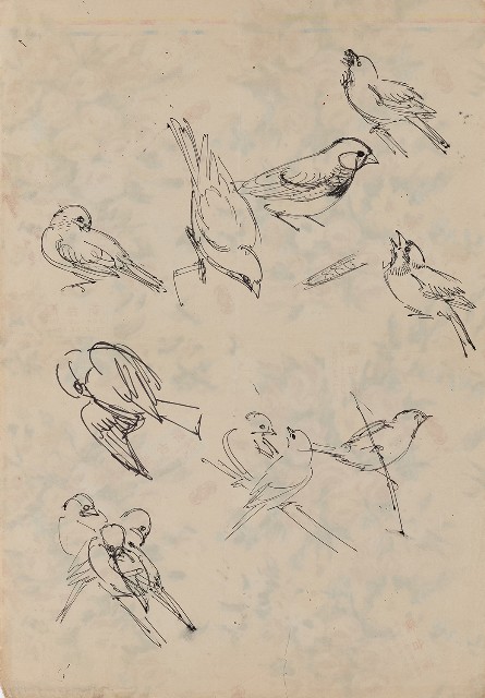 藏品:文鳥（百態）的(1)張圖片