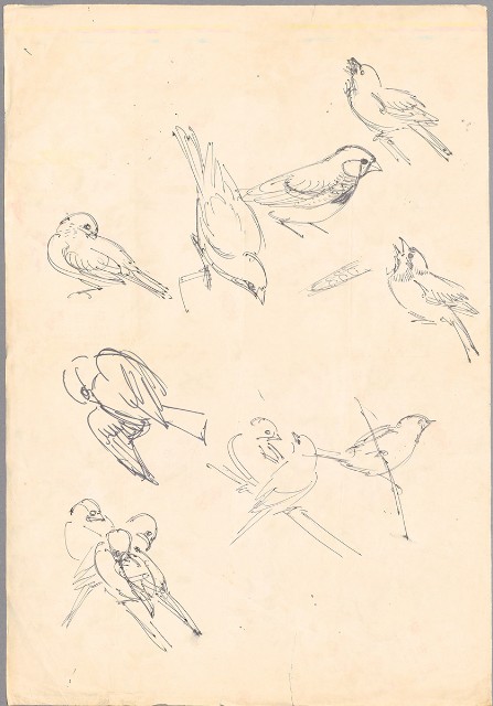 藏品:文鳥（百態）的(1)張圖片