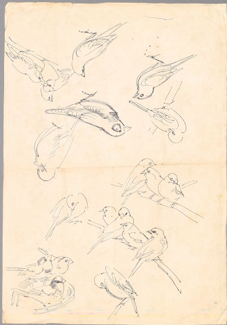 藏品:文鳥（百態）的(1)張圖片