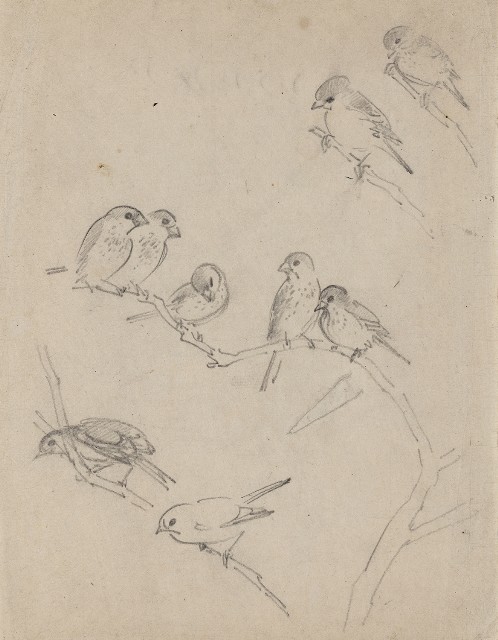 藏品:文鳥（百態）的(1)張圖片