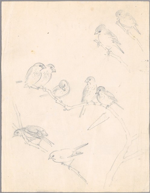 藏品:文鳥（百態）的(1)張圖片