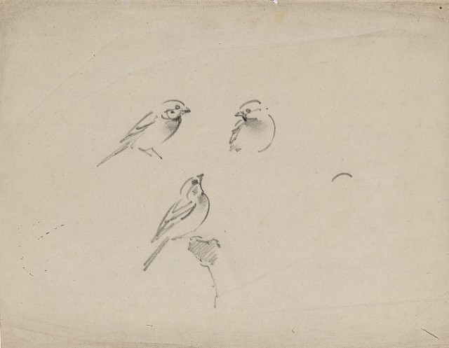 藏品:文鳥（百態）的(1)張圖片