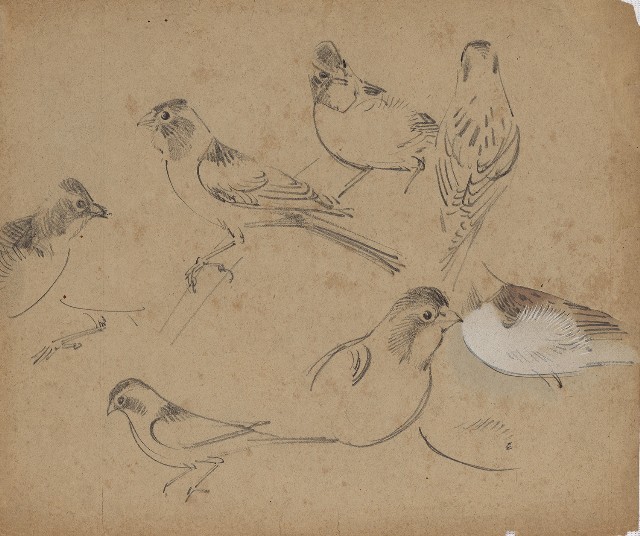 藏品:鳥（百態）的(1)張圖片