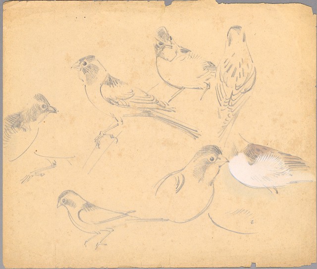 藏品:鳥（百態）的(1)張圖片