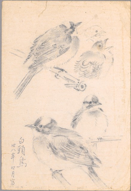 藏品:(1)白頭翁 ；(2)鳥（百態）的(1)張圖片