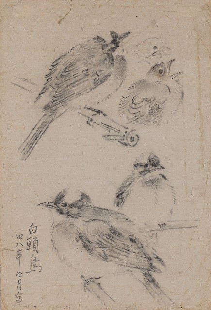 藏品:(1)白頭翁 ；(2)鳥（百態）的(1)張圖片