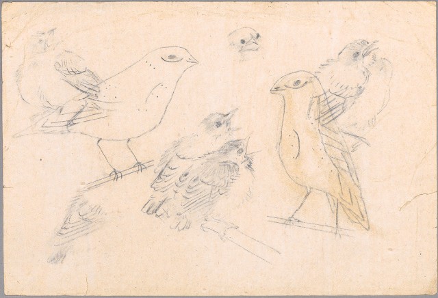 藏品:(1)白頭翁 ；(2)鳥（百態）的(2)張圖片