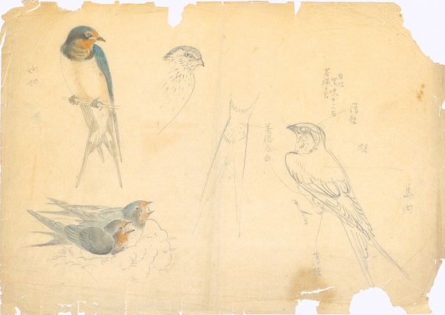 藏品:燕（百態）的(1)張圖片