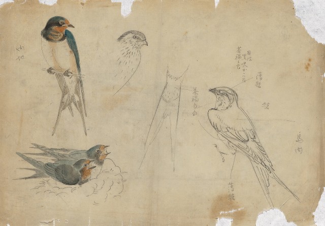 藏品:燕（百態）的(1)張圖片