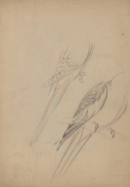 藏品:鸚瞗（部分）的(1)張圖片