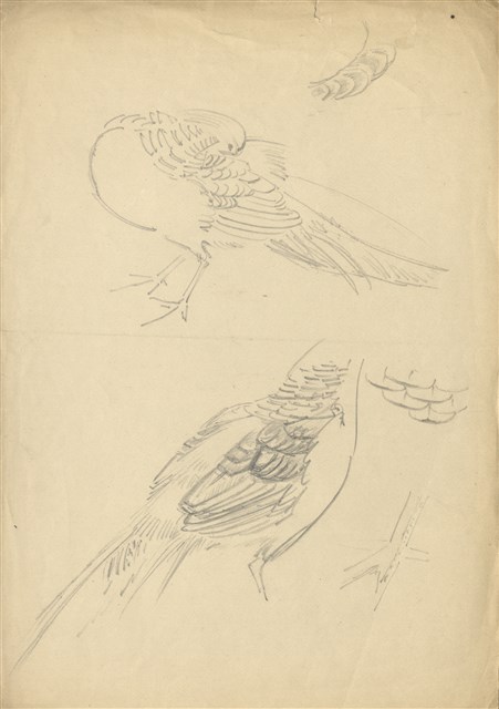 藏品:(1)金雞（錦雞）；(2)虎 （坐姿上半）的(1)張圖片