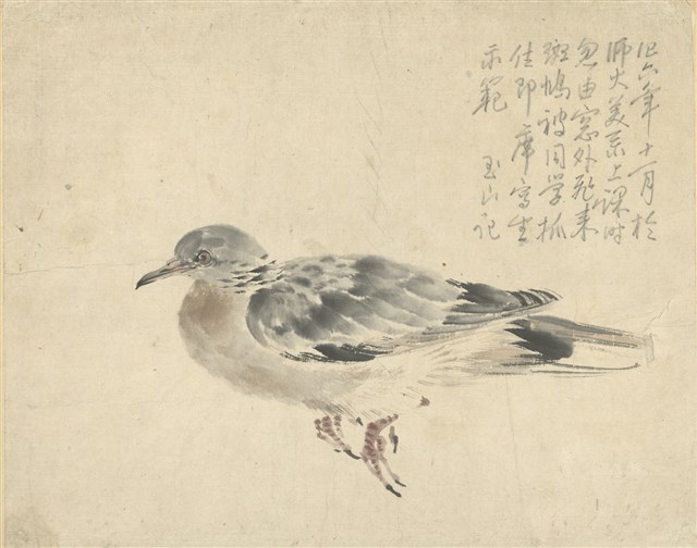 藏品:(1)斑鳩；(2)斑鳩的(1)張圖片