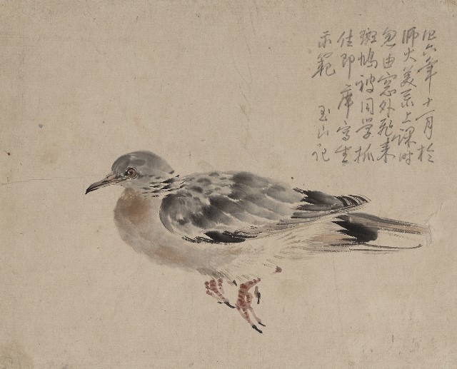 藏品:(1)斑鳩；(2)斑鳩的(1)張圖片
