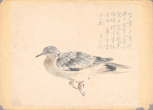 藏品:(1)斑鳩；(2)斑鳩的(2)張圖片