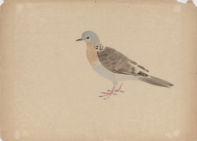 藏品:(1)斑鳩；(2)斑鳩的(2)張圖片