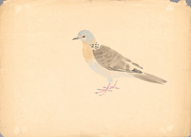 藏品:(1)斑鳩；(2)斑鳩的(3)張圖片