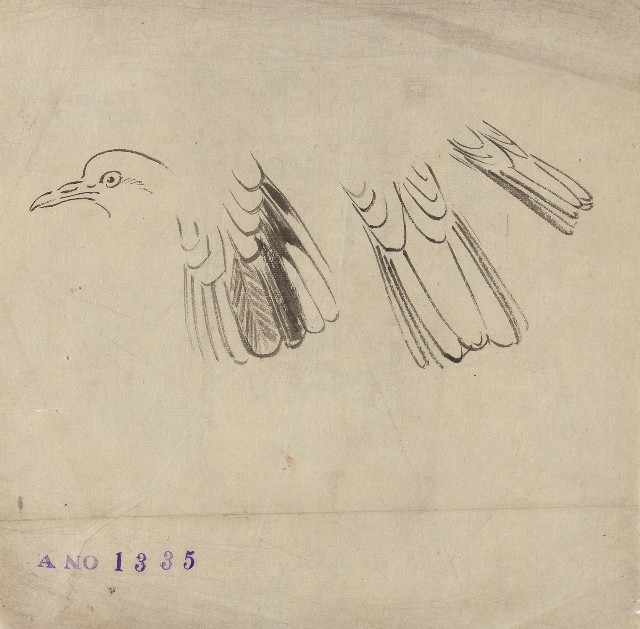 藏品:斑鳩 （部分重點）的(1)張圖片