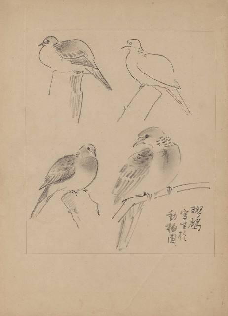 藏品:斑鳩（百態）的(1)張圖片