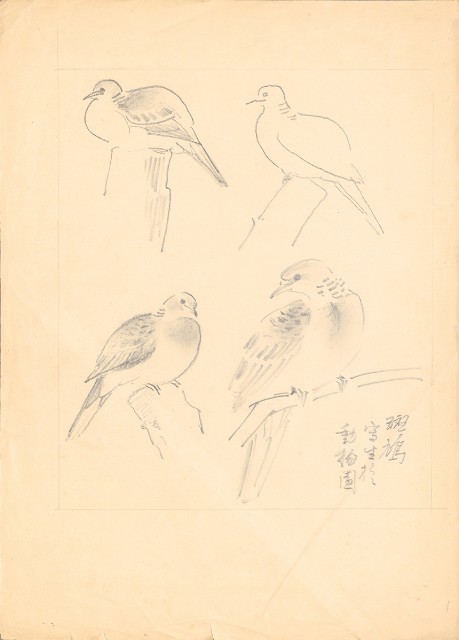 藏品:斑鳩（百態）的(1)張圖片