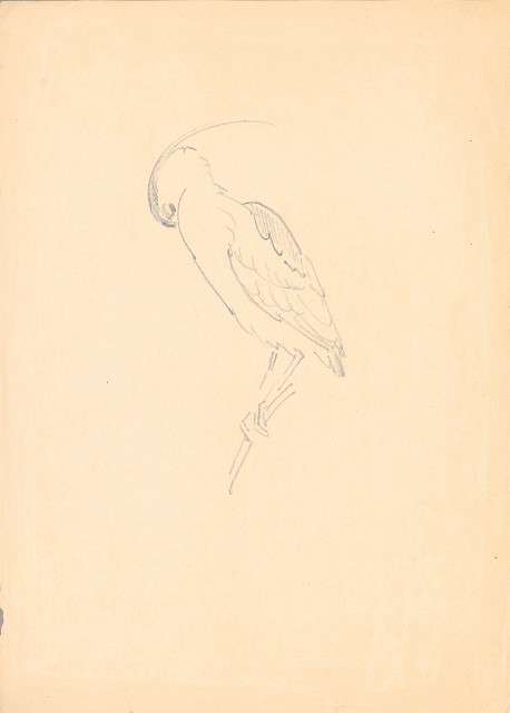 藏品:夜鷺的(1)張圖片