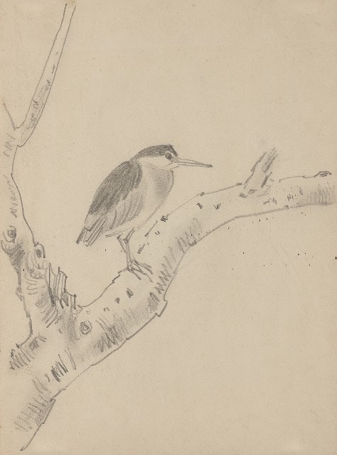 藏品:夜鷺的(1)張圖片