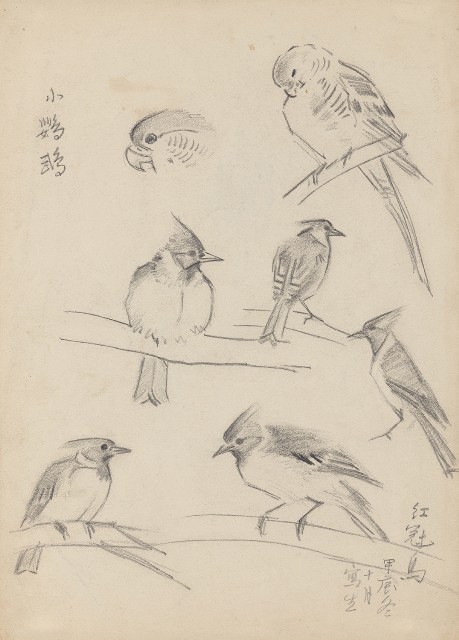 藏品:(1)秦吉了、紅冠鳥；(2)小鸚鵡及紅冠鳥的(2)張圖片