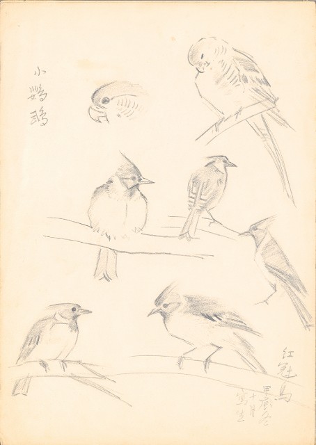 藏品:(1)秦吉了、紅冠鳥；(2)小鸚鵡及紅冠鳥的(3)張圖片