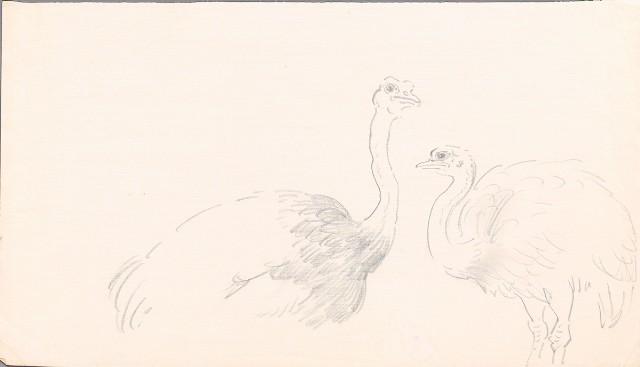 藏品:鴕鳥（二隻）的(1)張圖片