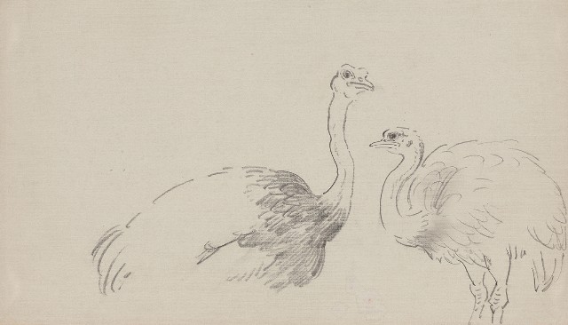 藏品:鴕鳥（二隻）的(1)張圖片