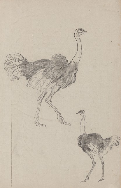 藏品:鴕鳥（二隻）的(1)張圖片