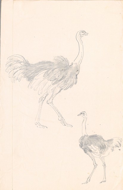 藏品:鴕鳥（二隻）的(1)張圖片