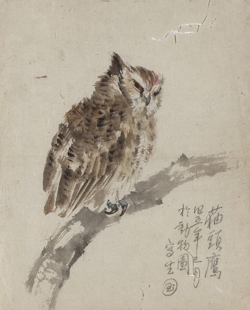 藏品:貓頭鷹的(1)張圖片