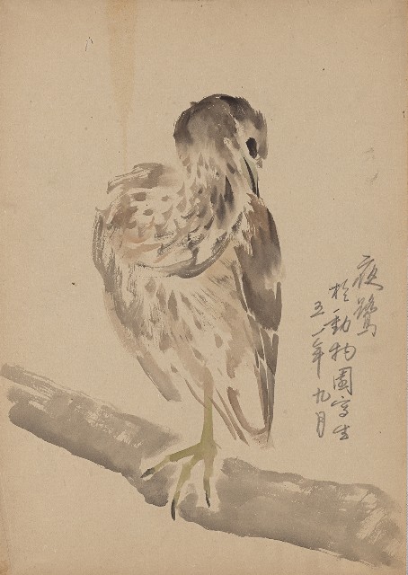 藏品:夜鷺的(1)張圖片