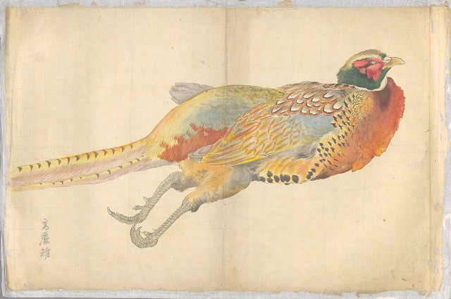 藏品:高麗雉的(1)張圖片