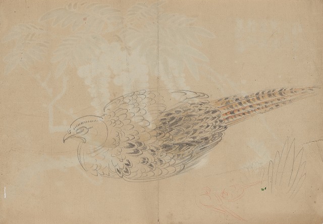 藏品:雉雌鳥的(1)張圖片