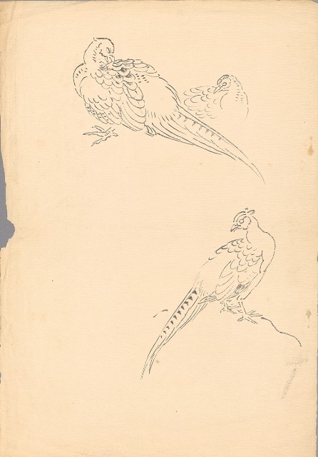 藏品:雉（三隻）的(1)張圖片