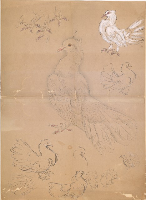 藏品:鴿子（百態）的(1)張圖片