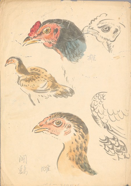 藏品:(1)鬪雞；(2)鬪雞 （頭部姿態）的(3)張圖片