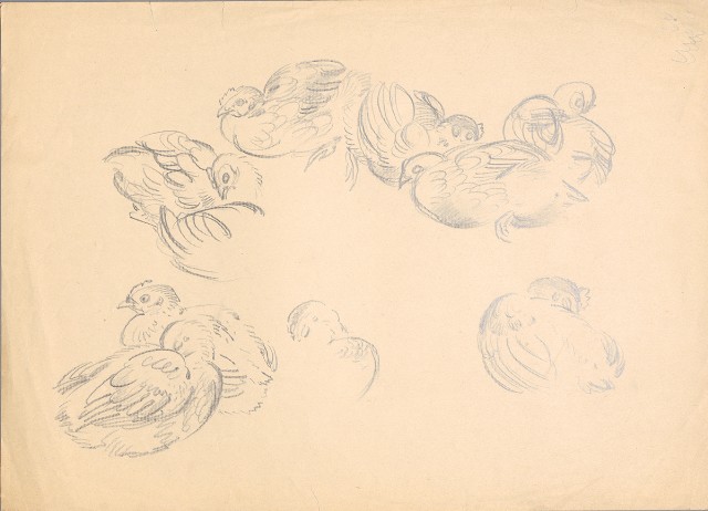 藏品:雞 （休息百態）的(1)張圖片