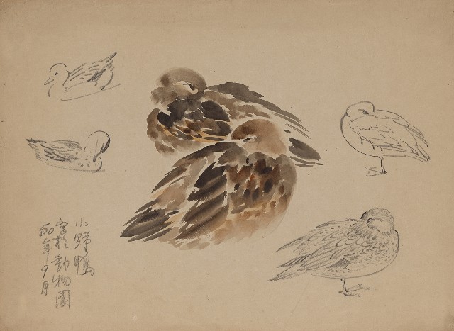 藏品:小野鴨 （百態）的(1)張圖片