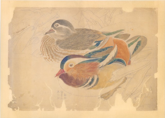 藏品:鴛鴦（一對）的(1)張圖片