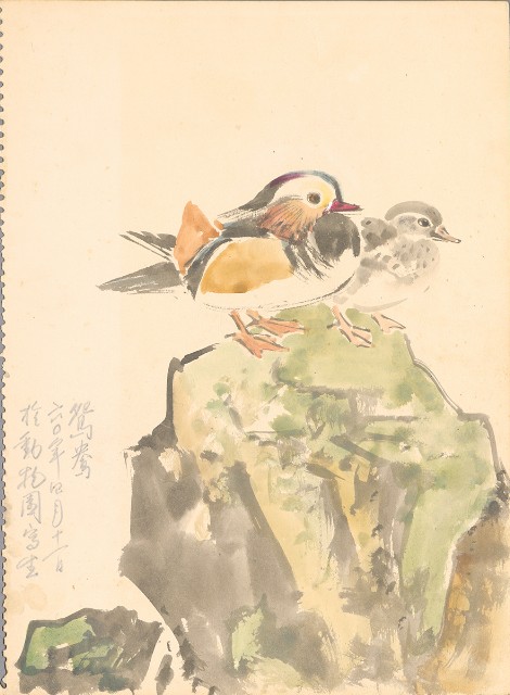 藏品:(1)鴛鴦；(2)夜鷺（怒態）的(2)張圖片