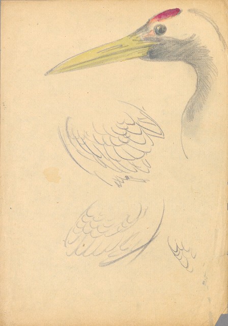 藏品:(1)鶴（各姿態）；(2)鶴（頭及翅）的(3)張圖片